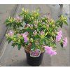 AZALEA 'ELSIE LEE' arbo