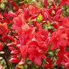 AZALEA 'GEISHA RED' IST