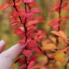 BERBERIS THUNBERGII 'ORANGE ROCKET'1 IST
