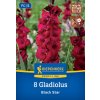 GLADIOLUS 'BLACK STAR' bruno
