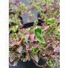 EUONYMUS FORTUNEI 'EMERALD GAIETY' kak