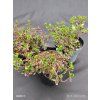 EUONYMUS FORTUNEI 'EMERALD GAIETY' kak2