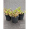 EUONYMUS FORTUNEI 'EMERALD GAIETY' kak1