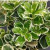 EUONYMUS JAPONICUS 'KATHY kak1