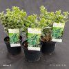 EUONYMUS JAPONICUS 'KATHY kak2