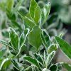 EUONYMUS JAPONICUS 'KATHY' ist