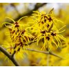 HAMAMELIS INTERMEDIA 'ARNOLD PROMISE' SHUTT