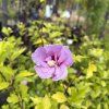 HIBISCUS SYRIACUS 'LAVENDER CHIFFON' kak