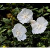 HIBISCUS SYRIACUS 'WHITE CHIFFON' shutt