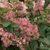 HYDRANGEA PANICULATA 'PINK DIAMOND' ist