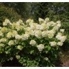 HYDRANGEA PANICULATA 'SILVER DOLLAR SHUTT