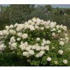 HYDRANGEA PANICULATA 'SILVER DOLLAR' shutt