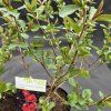 CHAENOMELES SUPERBA 'FIRE DANCE' kak