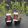 CHAENOMELES SUPERBA 'FIRE DANCE' kak2