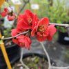CHAENOMELES SUPERBA 'FIRE DANCE' kak5