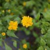 KERRIA JAPONICA 'PLENIFLORA' kak2