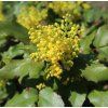 MAHONIA AQUIFOLIUM 'APOLLO IST2