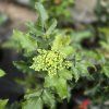 MAHONIA AQUIFOLIUM 'APOLLO' kak2