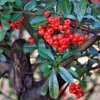 PYRACANTHA COCCINEA 'RED COLUMN' IST1