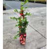 PYRACANTHA COCCINEA 'RED COLUMN' ARBO