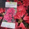 RHODODENDRON 'SCARLET WONDER' (RODODENDRON) kak2