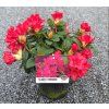 RHODODENDRON 'SCARLET WONDER' arbo