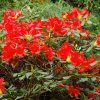 RHODODENDRON 'SCARLET WONDER' SZ