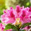 RHODODENDRON 'COSMOPOLITAN' IST1