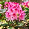 RHODODENDRON 'COSMOPOLITAN' IST
