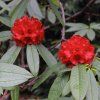 RHODODENDRON 'RED JACK' IST1