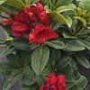 RHODODENDRON 'RED JACK' (RODODENDRON) kak
