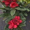RHODODENDRON 'RED JACK' (RODODENDRON) kak 1