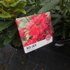 RHODODENDRON 'RED JACK' (RODODENDRON) kak2