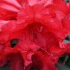 RHODODENDRON 'RED JACK' IST