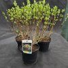 SALIX INTEGRA 'HAKURO NISHIKI' kak