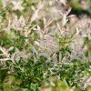 SALIX INTEGRA 'HAKURO NISHIKI' IST