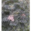 SAMBUCUS NIGRA 'BLACK LACE' shutt