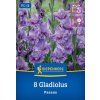 GLADIOLUS 'PASSOS' bruno