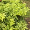 SAMBUCUS NIGRA 'GOLDEN TOWER' IST