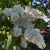SYRINGA VULGARIS 'MME LEMOINE' IST