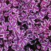 SYRINGA VULGARIS 'SENSATION' ist1