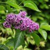 SYRINGA VULGARIS 'SENSATION' ist2