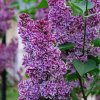SYRINGA VULGARIS 'SENSATION' ist
