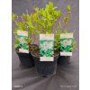 WEIGELA FLORIDA 'BRISTOL SNOWFLAKE' kak