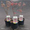 ACER PALMATUM 'BLOODGOOD' kak