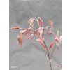 ACER PALMATUM 'BLOODGOOD' kak1
