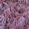 ACER PALMATUM 'GARNET' ist