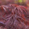 ACER PALMATUM 'GARNET' ist1