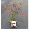 Acer palm. 'Garnet' - ARBO