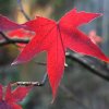 ACER PALMATUM 'OSAKAZUKI'1 IST